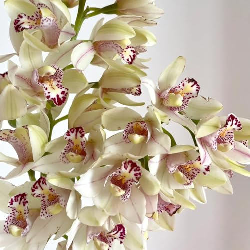 semillas de orquídeas cymbidium - exóticas resistentes, exterior jardín 30pcs