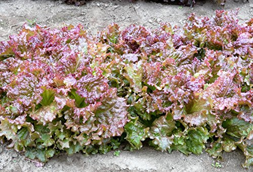 3000 PRIZEHEAD Lettuce Loose Leaf Early Prize Head Red Lactuca Vegetable Seeds