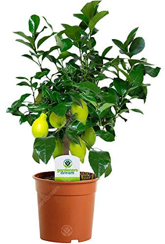12cm Citrus Lemon - 1 Plant - House/Office Live Indoor Pot Plant Tree Potted