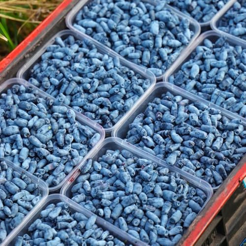 Semi di mirtillo siberiano - balcone resistenti, in vaso 350pcs