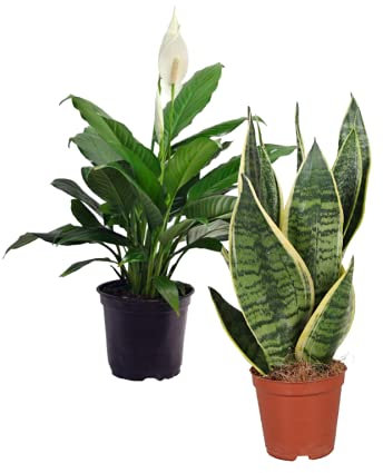 Lirio de la Paz y Planta Serpiente Plantas de Interior Pack Espatifilo y Sansevieria