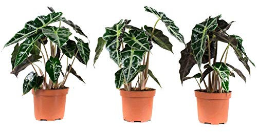 Pack de 3 Plantas Oreja de Elefante Alocasia 30cm Plantas Naturales