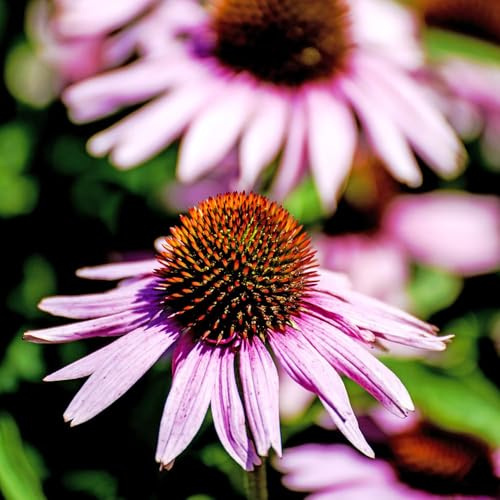sonnenhut mehrjährig zimmerpflanzen kräutergarten frühlingsblumen winterfeste für balkon， winterhart bodendecker winterhart mehrjährig, blumensamen 200samen