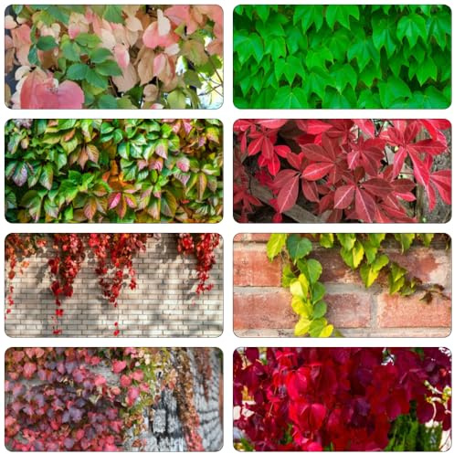 Vino selvaggio macetero Parthenocissus tricuspidata semi di resistenti all'aria aperta medicinali riverdimento tetti bonsái 200pcs