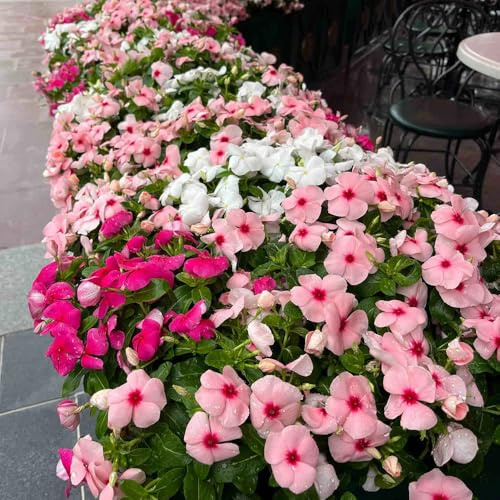 Semi sempreverdi tappezzanti, da balcone da giardino Semi di pervinca, Catharanthus roseus, copertura del terreno, perenne 300pcs