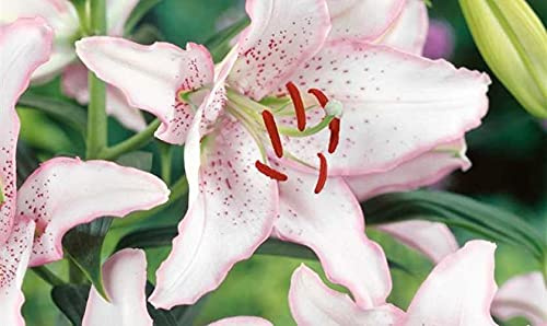 5x Frische Blumenzwiebeln Orientalische Lilie  Brasilia  hellrosa *Rarität*