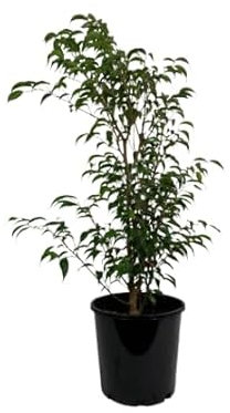 Ficus Benjamina Planta Natural de 100cm Ideal para Espacios Interiores