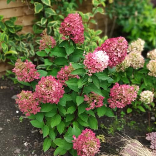 semi di ortensia paniculata, resistentiil giardino raro 20pcs