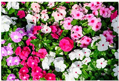 PREMIER SEEDS DIRECT - Busy Lizzie - HOLSTII Mix - 250 Seeds - Impatiens WALLERIANA