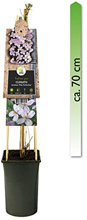 mgc24 Kletterpflanze Clematis montana Pink Perfection Waldrebe im 2l-Container 1 Pflanze