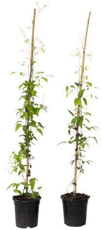 Plant in a Box - Clematis 'Hagley Hybrid' - 2er Set - Kletterpflanzen mit rosa Blüten - Höhe 100-120cm - Topf 17cm - Gartenpflanzen für Spalier oder Rankhilfe