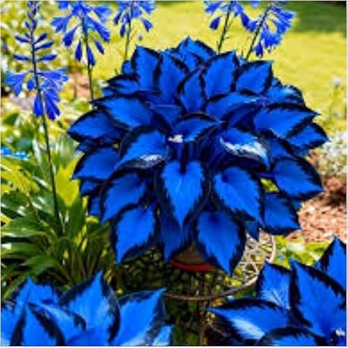 Leicht Anbaubare Funkien/Farbenfrohe Hosta&Hosta Dauerwüchsig Winterfest&Prachtvolle Funkien Wurzelstock/Geeignet Für Neueinsteiger-4Rhizome-D