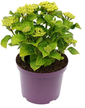 Hortensia Natural para Jardín y Terraza, Azul, Maceta 23cm Altura 55cm