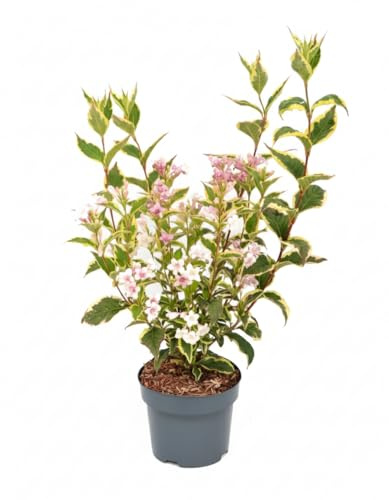 Weigelie Weigela florida Nana Variegata 40-60 cm winterhart
