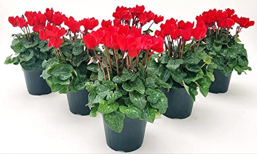 POWERS TO FLOWERS - CICLAMINO SUPERSERIE ROSSO, FIORITURA EXTRA, 6 PIANTE, VASO 12CM, piante vere