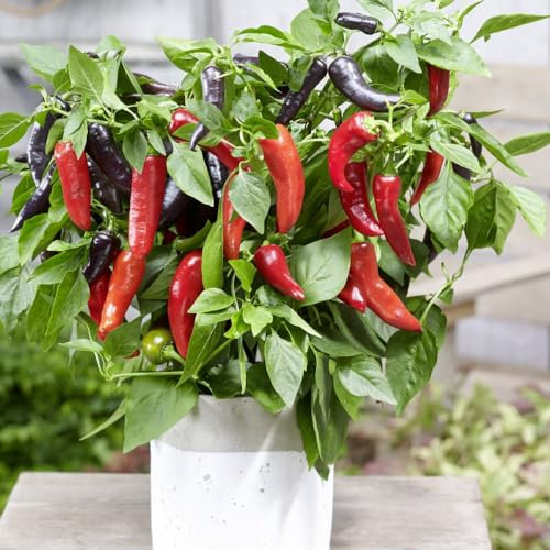 Sweet Pepper 'Mamba Sweet' F1 Seeds – Black to Red Sweet Crunchy Peppers, Half-Hardy Annual for Greenhouse & Containers, High Yield, 1 x Packet 6 Seeds, by Thompson & Morgan