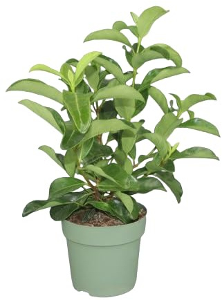 Viburnum Lucidum Natural Planta Arbustiva y Resistente para Exterior