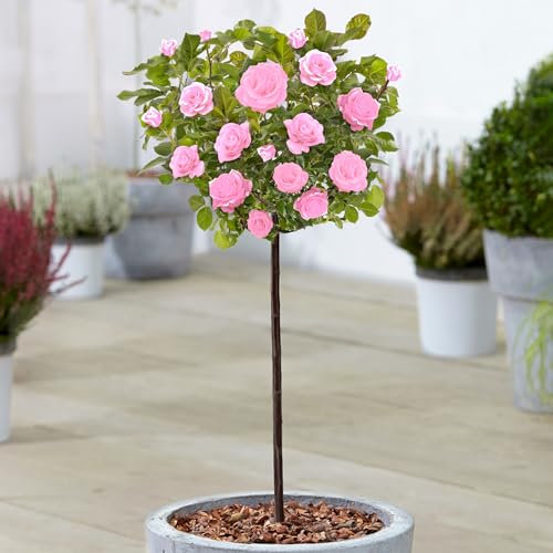 Rose Plantes de roses colorées Standard Stem pour jardin extérieur en pots (120-140cm)