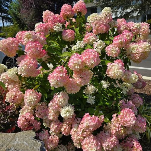 rispenhortensie winterhart - steingartenpflanzen wohnzimmer bodendecker mehrjährig 300samen