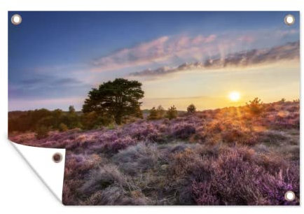 MuchoWow Outdoor-Poster Poster Wanddeko draußen Deko Garten Gartenposter 90x60 cm Blühendes Heidekraut bei Sonnenuntergang in den Niederlanden