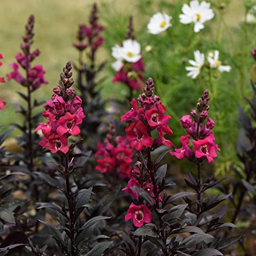 Antirrhinum 'Mini Cherry Cola' Snapdragon Red Flowers Black Foliage Half-Hardy Annual Easy to Grow Your Own Outdoor Garden Flower Plants (Approx. 50 Seeds) by Thompson and Morgan