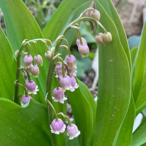 20bulbos, lirio de los valles, que ecen en primavera, rara de lirio de los valles, tempranas, balcón Los