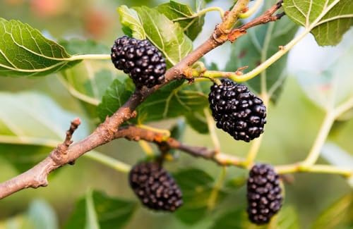 Gelso Nero Morus Nigra pianta da frutta in vaso ø18 h 100/150 cm | Vivaio di Castelletto