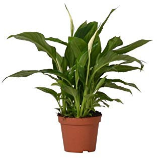 Spathiphyllum Mini Planta en Maceta de 5cm Espatifilo o Lirio de la Paz Planta Viva Pequeña