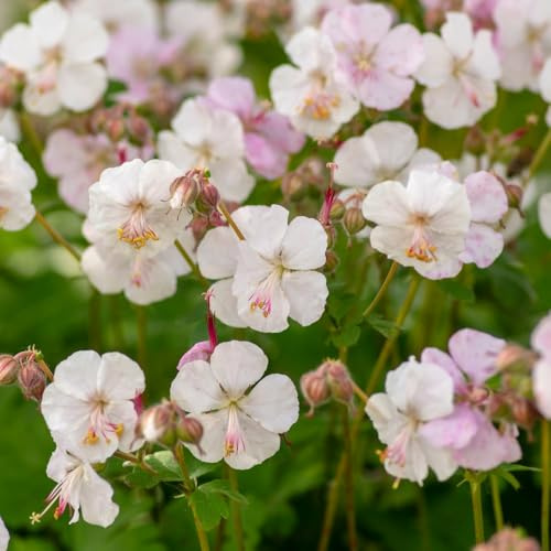 Geranium cantabrigiense 'Biokovo' - Hardy Perennial with Pink Flowers - Ground Cover for Borders - Pollinator-Friendly - Autumn Foliage – 1x 1 Litre Potted Plant by Thompson & Morgan
