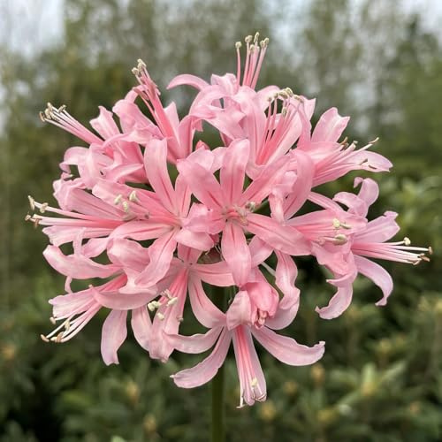 2 pz bulbi lycoris radiata, di copertura del giglio ragno in per esterno da resistenti
