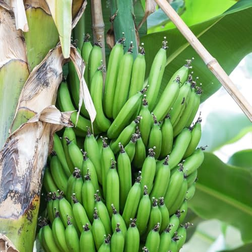 semi di banana, semi di banano, da giardino rare da frutto nani sono resistenti da balcone 50pcs