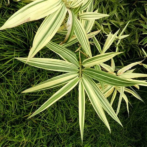 CHTING 50 Pezzi Semi Di Bambù Resistenti Al Freddo Piccolo Arbusto Come Specie Rare Decorazione Fai Da Te Ha Un Certo Valore Ornamentale Integrare Cultura Ecologia Ornamentale In Uno