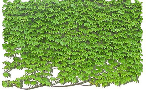 Aachondra New Fresh 100pcs Semillas de plantas de hiedra de Boston verde