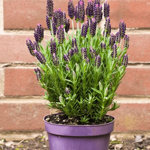 Lavanda |DECOALIVE | Planta Natural |Lavandula| Planta Aromática