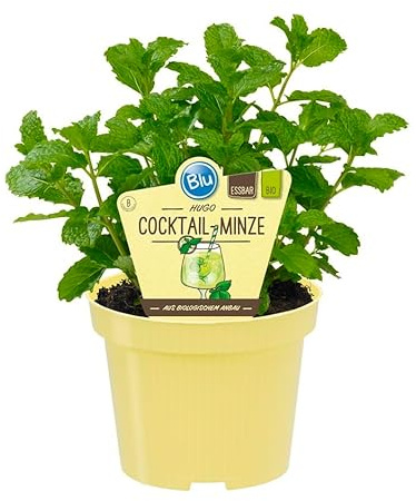 Hugo menta – Menta de cóctel en calidad ecológica – Mentha spicata – Planta de hierbas en maceta de 12 cm