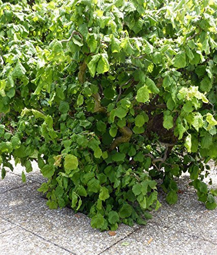 Korkenzieher - Haselnuss- Corylus avellana 'Contorta' Haselnuß Strauch 3 L Topf gewachsen