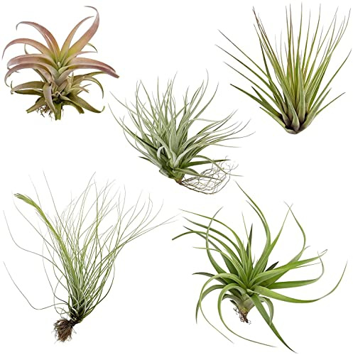 DECOALIVE Tillandsias Flores del Aire para Interior y Exterior Plantas del Aire Naturales