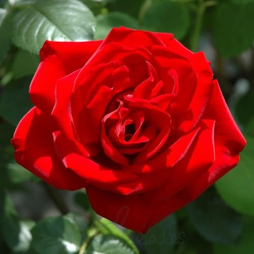 Peter Beales Roses UK Dublin Bay Climbing Rose, Bright Scarlet-Crimson, Outdoor Plant, European Origin