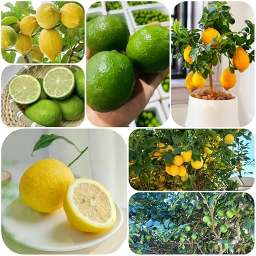semillas de limonero para balcones de interior, con de limonero frescas, resistentes para el balcón, 200pcs