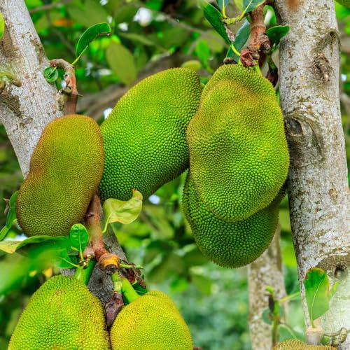 jackfruchtbaum winterharte kübelpflanzen topfpflanzen draußen winterhart säulenobstbäume spalierobst obstpflanzen hochbeete für garten jackfruit balkon beet kräutergarten 18samen