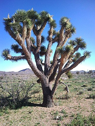 5 Joshua Tree palmier Yucca l'Ouest Blanc Fleurs Artificielles Cactus Graines