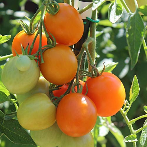 Auriga Bio-Tomatensamen