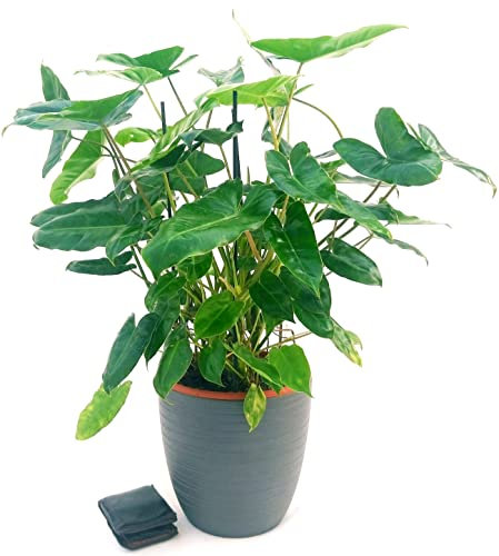 POWERS TO FLOWERS - PHILODENDRON, PHYLODENDRON, MONSTERA BURBLE MARX XXXL, VASO 24CM, IN VASO CERAMICA ANTRACITE A RIGHE, pianta vera