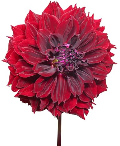 8 x Dahlienknollen Mix 'Dark Fubuki' | Sommerblumen | Holland-Qualitat | Dahlien Zwiebeln | Blumenzwiebeln - The Bulb Farmers
