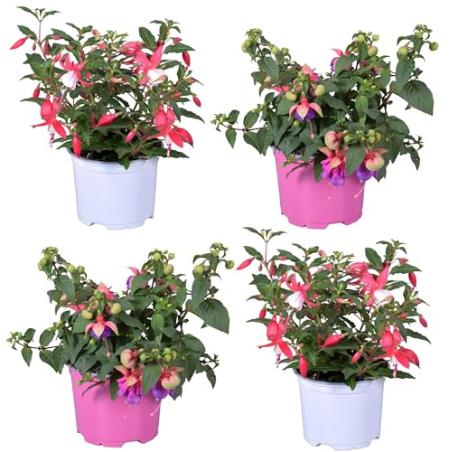 Fushia Natural Añade Elegancia a tu Jardín con estas Flores Pendientes de la Reina