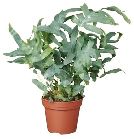 Helecho Azul Natural Planta Tropical de Interior con Hojas Colgantes