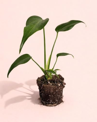 PUR PLANT Monstera Burle Marx M | Planta Natural De Interior Premium y Tropical | Compacta, Resistente y Decorativa | Maceta De Ø12 cm