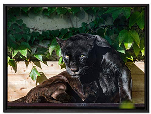 Pixxprint schwarzer Panther Leinwandbild 80x60 cm im Bilderahmen, Wandbild, Schattenfugenrahmen, Kein Poster