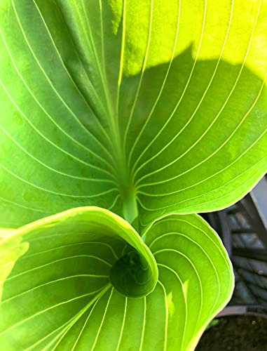 2 x Hosta 'Sum and Substance' (Bare Root) Free UK Postage