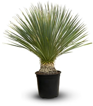 Attitude Jardin - Yucca rostrata - pianta mediterranea - 70-80 cm - ⌀ 22 cm - pianta da esterno